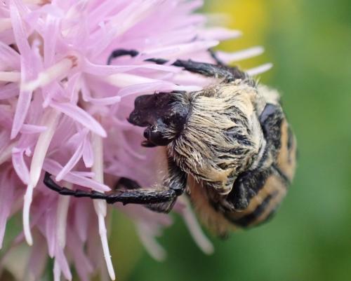 Trichius fasciatus